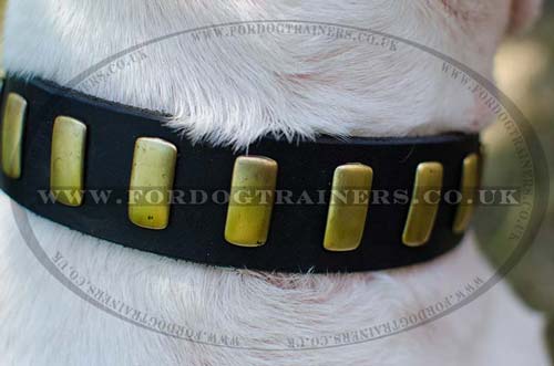 New Dog Collars for English Bull Terrier