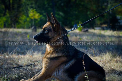 Best Dog Collar for German Shepherd