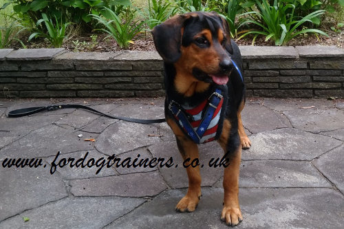 Handmade Leather Dog Harness