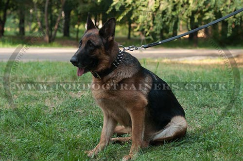 German Shepherd Spiked Collar