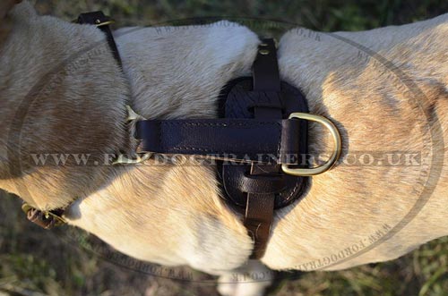 Luxury dog harness for Labrador