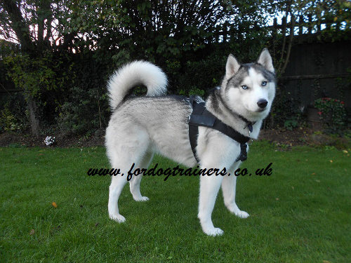 Husky Dog Harness