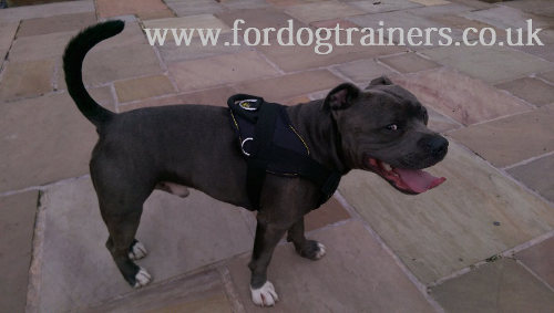 Staffordshire Bull terrier harness