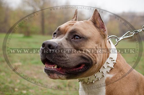 spiked dog collars