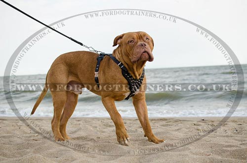 Spiked Dog Harness