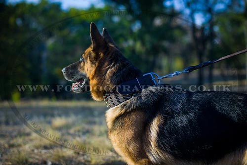 German Shepherd Collar for Sale