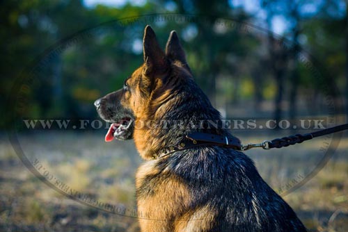 Spiked Dog Collar for Sale