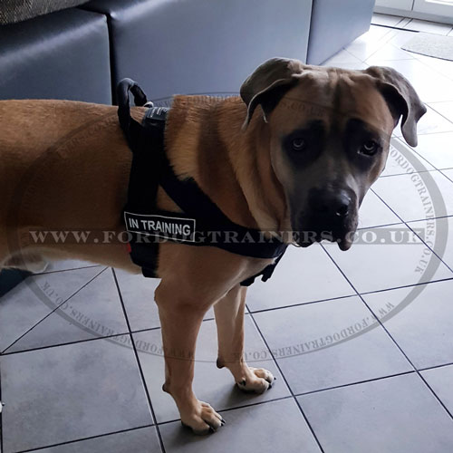 Non Pull Dog Harness on Cane Corso Mastiff