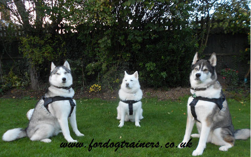 Husky Dog Harness