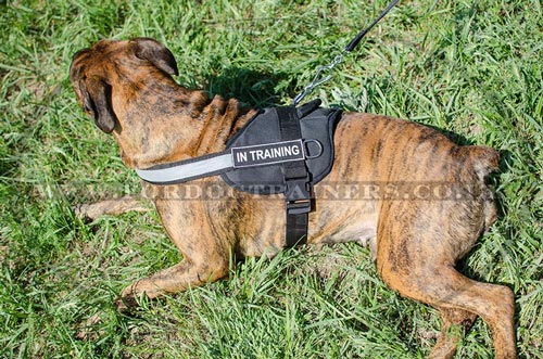 Boxer Dog Harness UK