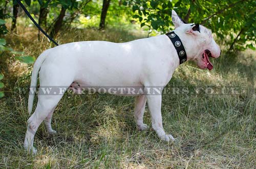 Nylon Dog Collar for Bull Terrier