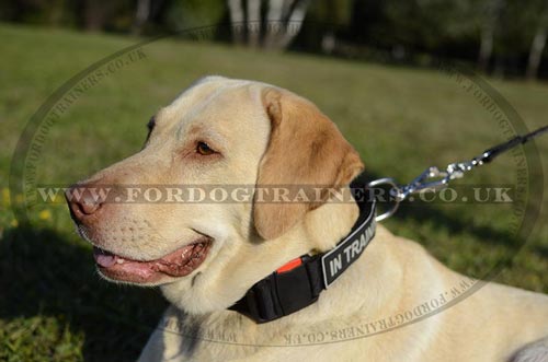 Dog training collar