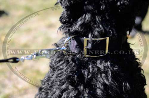 Nylon dog collar