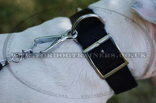 Bull Terrier Collar with Pyramids