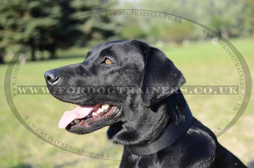 Nylon Dog Collar for Labrador