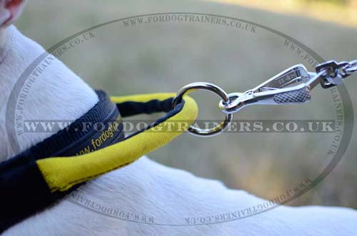 Bull Terrier Dog Collar