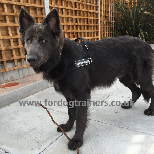 German Shepherd Working Dog Harness