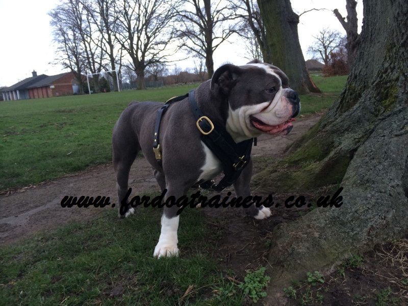 Dog Harness UK Bestseller for Old English Bulldog