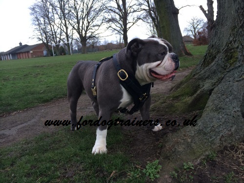 Dog harness for Old English Bulldog