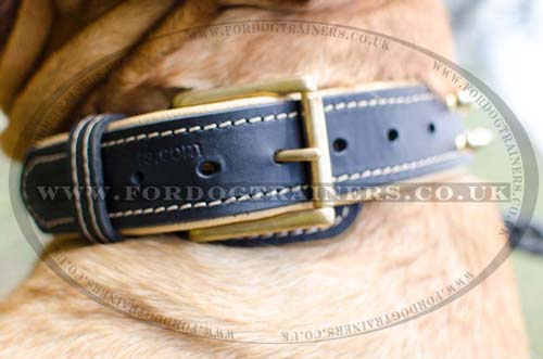 padded dog collar