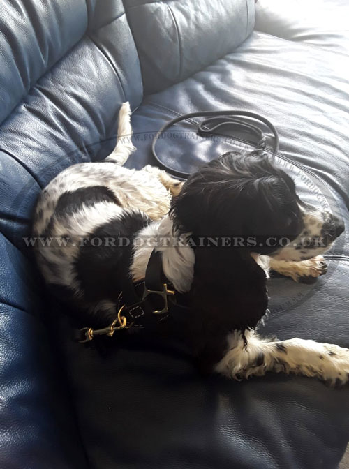 Padded Dog Harness for Spaniel