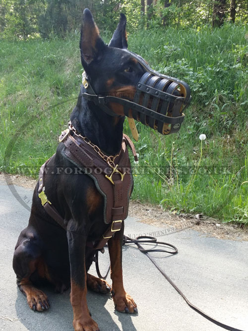 Padded Dog Harness for Doberman