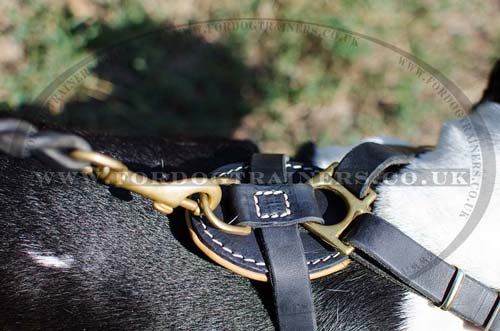 French Bull Dog Harness