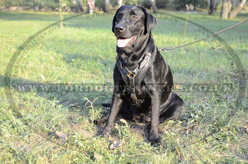 Buy Soft Padded Dog Harness for Labrador