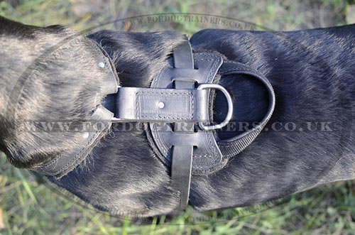 Labrador harness UK