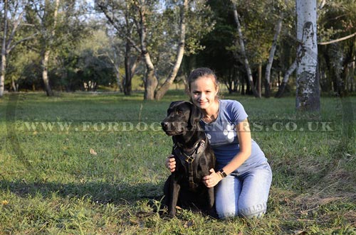 Padded dog harness for Labrador