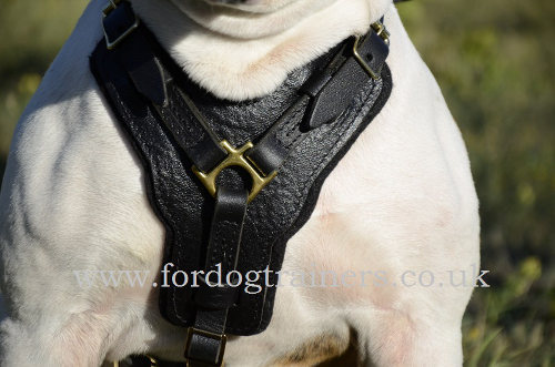 Padded Leather Harness