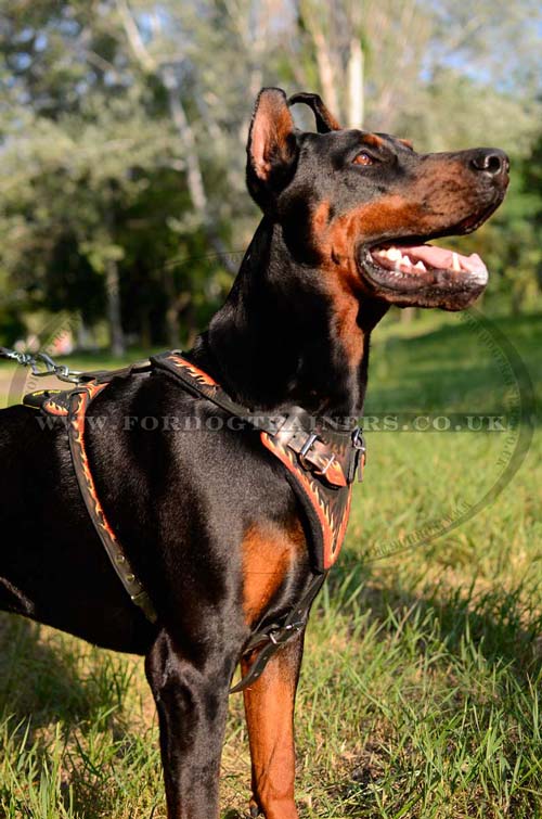 Dog leather harness