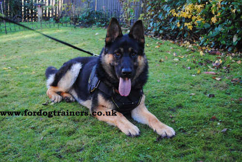 dog nylon harness