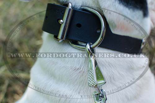 Personalized Dog Collar for English Bull Terrier