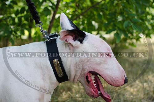 Personalized Dog Collar for English Bull Terrier