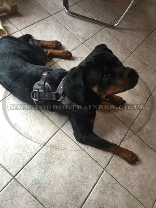 Rottweiler Harness UK