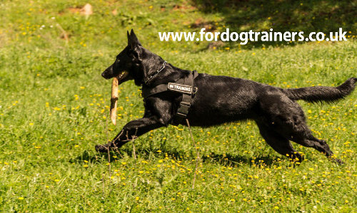 Large German Shepherd Harness