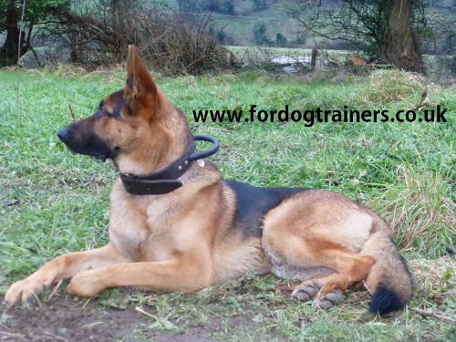 German Shepherd collar