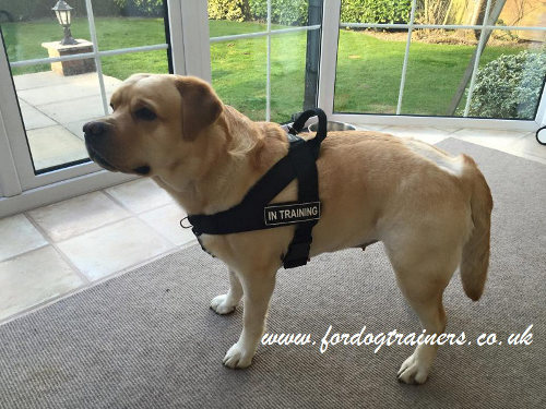 Walking Dog Harness UK