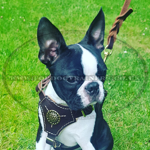 Small Dog Harness UK