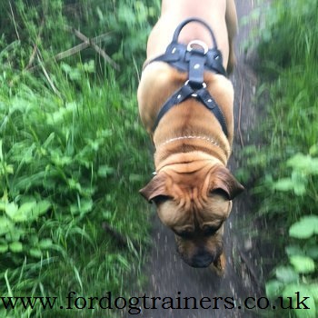 presa canario harness uk