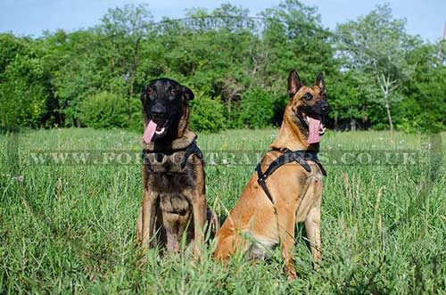 pulling dog harness