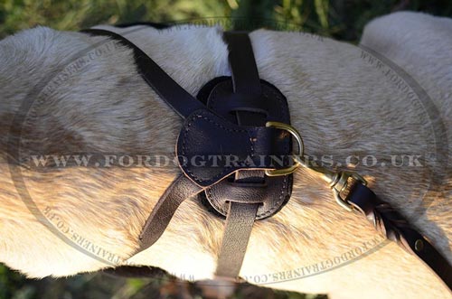 Dog harness for Labrador
