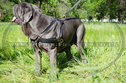 neapolitan mastiff for sale