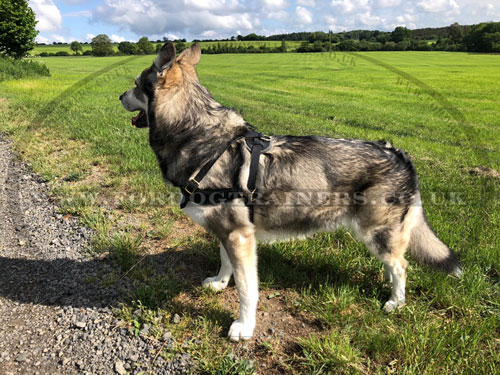 Handmade Leather Dog Harness with Brass Hardware