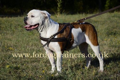 American Bulldog harness