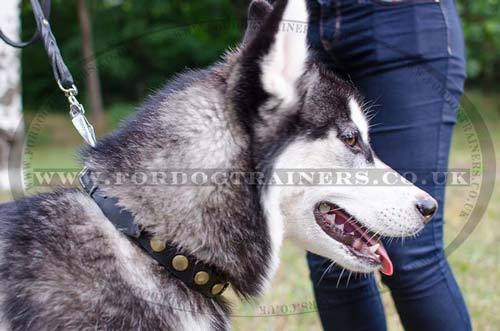 puppy leather collar