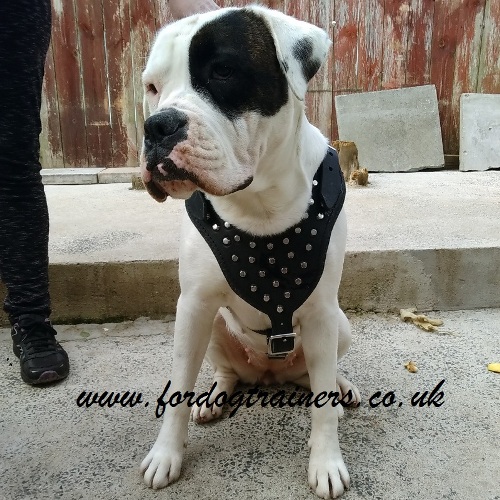 Large Studded Dog Harness