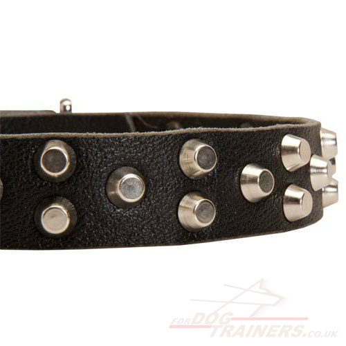 Boxer dog collar with buckle