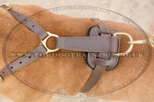 Dogue De Bordeaux Harness